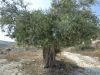 Ελαιοκαλλιέργεια / Olive Cultivation